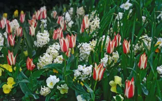 САД СЧАСТЬЯ