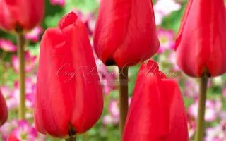 ФРИНДЖИД АПЕЛЬДОРН