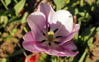 КОНСТАНТИН КЛИМЕНКО