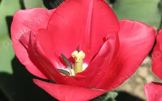 ДОМИК ДЛЯ ДЮЙМОВОЧКИ