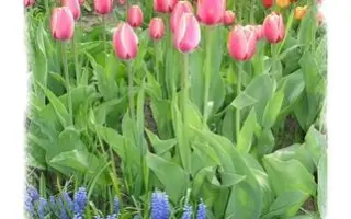 АКАДЕМИК ЛИСАВЕНКО