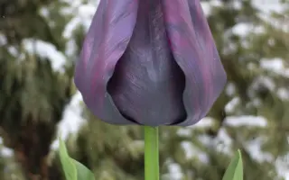 ЧЕРНЫЙ ПРИНЦ