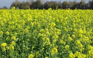 ПОЛУПУСТЫННАЯ