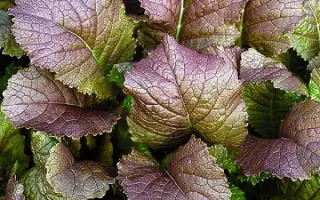 КРАСНАЯ ГОРКА