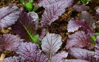 КРАСНЫЙ БАРХАТ