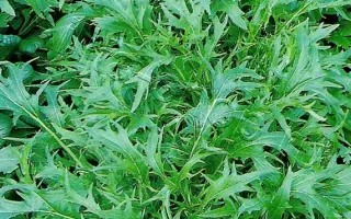 СТАРЫЙ ЛЕКАРЬ