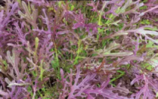 ЧУДЕСА В РЕШЕТЕ