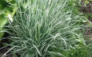 ЯРОСЛАВСКИЙ 1