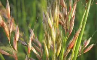 БАРСПЕКТРА II