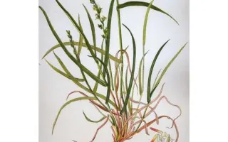 ЛЕНИНГРАДСКИЙ 809