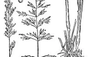 МОРШАНСКИЙ 1