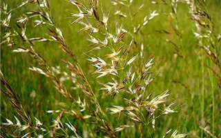 ТЕТРАМЭДЖИК