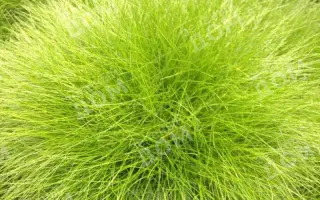 ПРИДОНСКАЯ