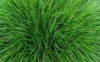 ИЗУМРУДНАЯ