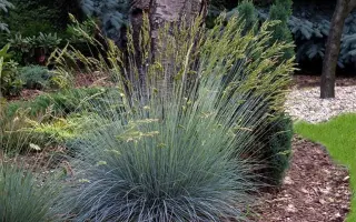 ГОЛУБАЯ КОРОНА