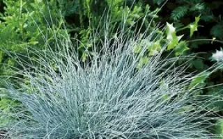 БОРОДИНСКАЯ