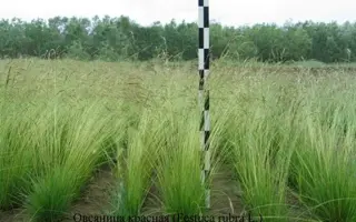 КАМАЛИНСКАЯ 95