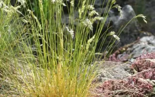 СУЙДИНСКАЯ