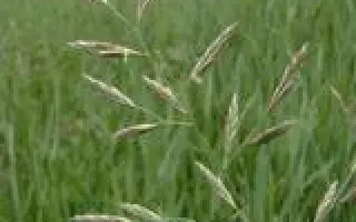 НОВОСИБИРСКАЯ 21