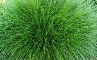 СЕВЕРЯНКА 6