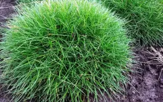 КРАСНОДАРСКАЯ 36