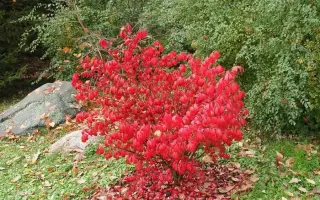 БЛЭЙДРАННЕР 2