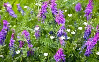 НЕЖНОСТЕБЕЛЬНАЯ