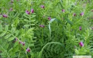 ЯРОСЛАВСКАЯ 136