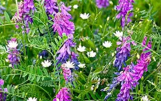 ЛЬГОВСКАЯ 22