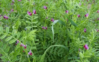 УЗУНОВСКАЯ 91