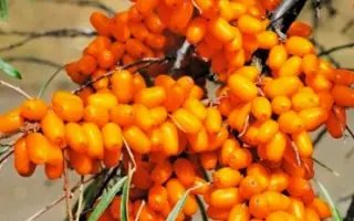 ПРЕВОСХОДНАЯ