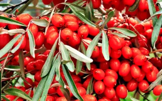 КРАСНОПЛОДНАЯ