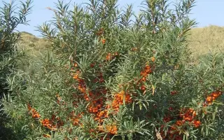 ТРОФИМОВСКАЯ