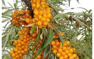 ПОДАРОК САДУ