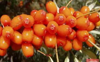 ГИБРИД ПЕРЧИКА