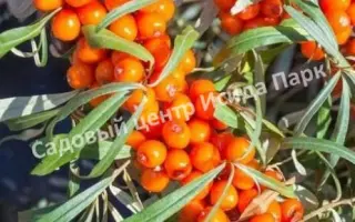 МОСКОВСКАЯ ПРОЗРАЧНАЯ