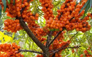 МОСКОВСКАЯ АНАНАСНАЯ