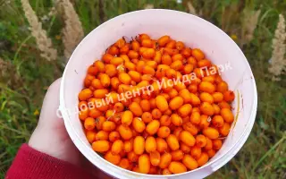 ВАТУТИНСКАЯ