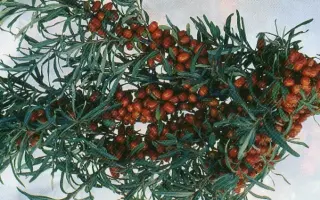 БАЙКАЛЬСКИЙ РУБИН