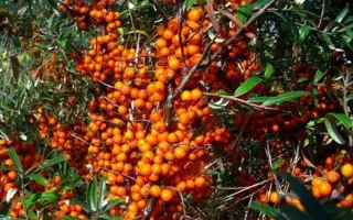 МОСКОВСКАЯ КРАСАВИЦА