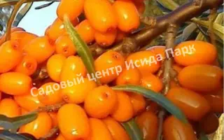 ТАСХАНОВСКАЯ