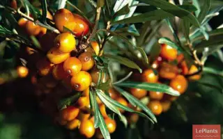 ДАР КАЗАКОВУ