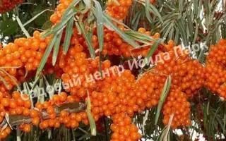 СОКРАТОВСКАЯ