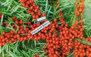 КРАСНЫЙ ФАКЕЛ