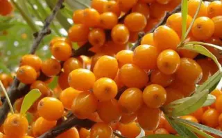 ЗОЛОТОЙ КАСКАД