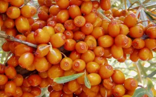 ЖЕМЧУЖНИЦА