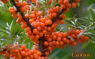 ЗАХАРОВСКАЯ