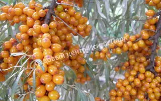 РОСТОВСКАЯ ЮБИЛЕЙНАЯ