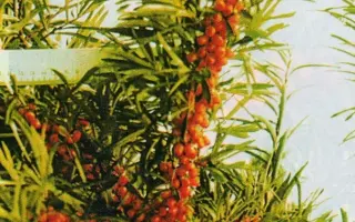 ОГНИ ЕНИСЕЯ