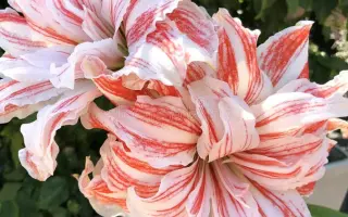 КРЫЛЬЯ ЗАКАТА